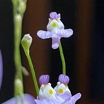 食虫植物 クリオネの投稿画像一覧 Greensnap グリーンスナップ