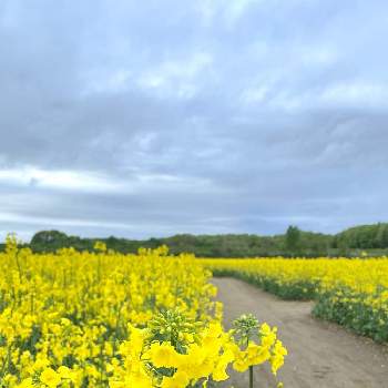 安平町の投稿画像一覧 Greensnap グリーンスナップ