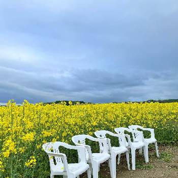 安平町の投稿画像一覧 Greensnap グリーンスナップ