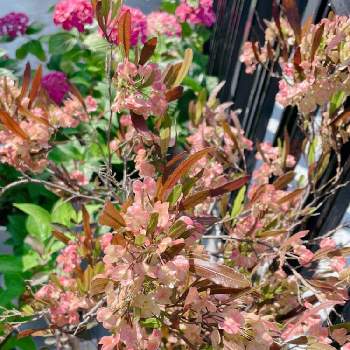 ドドナエア プルプレアの投稿画像一覧 Greensnap グリーンスナップ