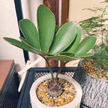 ザミア フルフラセア 羅紗葉 石化 大株 コーデックス 多肉植物 塊根植物 Hatsandladders Com