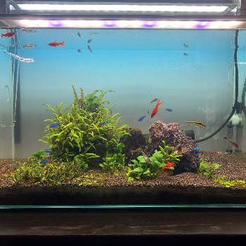 ネイチャーアクアリウムの投稿画像一覧 Greensnap グリーンスナップ ネイチャーアクアリウムの投稿画像一覧 Greensnap グリーンスナップ