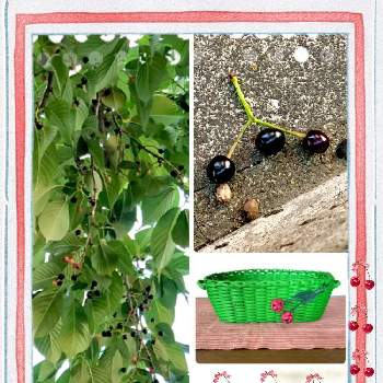 季節の果物の投稿画像一覧 Greensnap グリーンスナップ