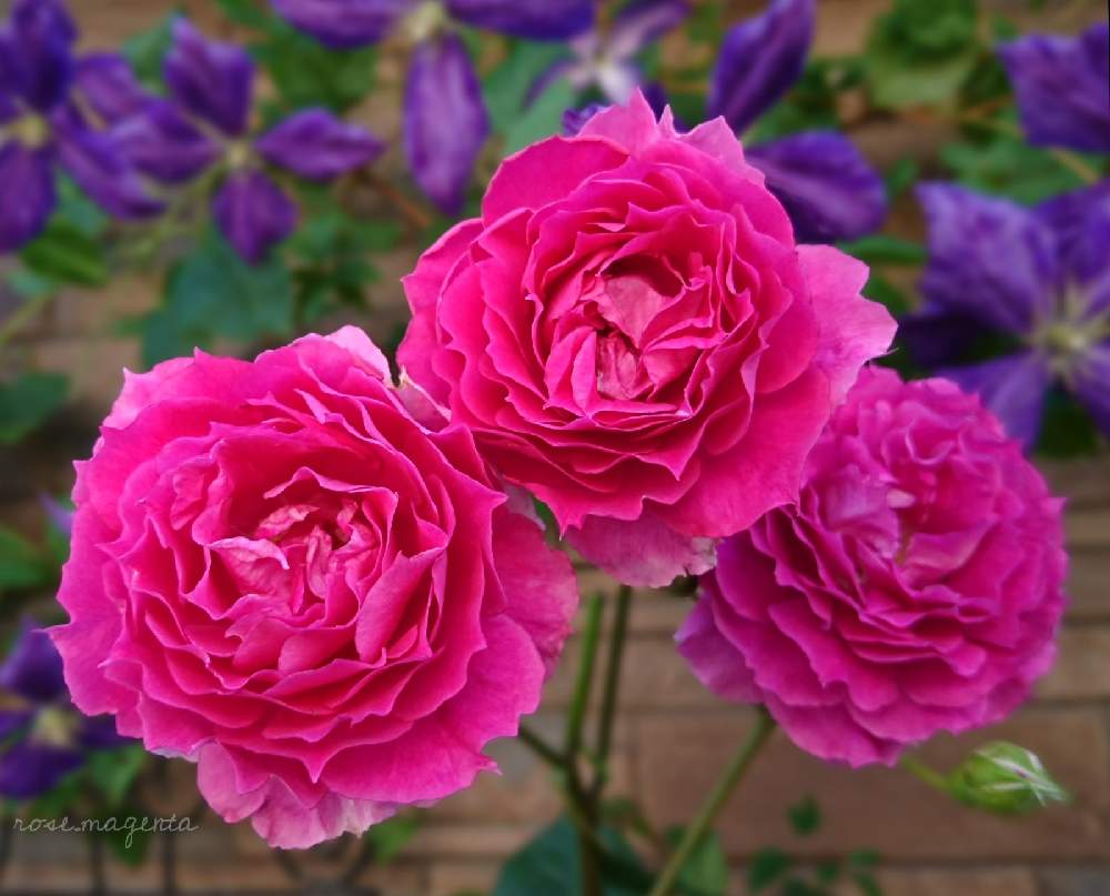 シェエラザードの投稿画像 By Rose Magentaさん クレマチス タイダイと自慢のバラ 21とお気に入り とバラのある暮らしとクレマチス とナチュラルガーデンと花のある暮らしとバラの地植えとロサオリエンティスといやされると薔薇 とバラ ミニバラとロザリアンとバラ