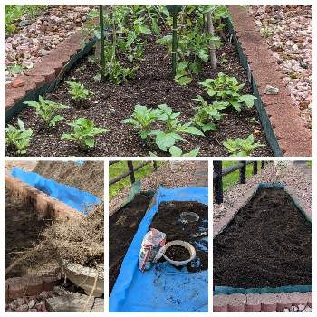 小さな畑_2021の画像 by dayanさん | 小さな庭とミニトマトとアンデスレッド・ジャガイモと北海道とナチュラルスタイルと小さな畑_2021