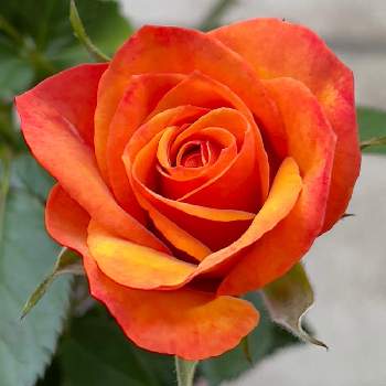 ミニバラ フォーエバーの画像 by AOAさん | 小さな庭とミニバラ フォーエバーとばら バラ 薔薇とお花大好き♡とオレンジ色の花とおうち園芸と花のある暮らし