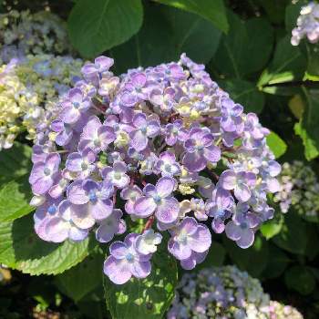 ポップコーンの投稿画像一覧 Greensnap グリーンスナップ