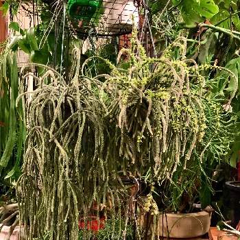 リプサリスホリダの投稿画像一覧 Greensnap グリーンスナップ