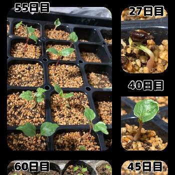 ぶどうの発芽の投稿画像一覧 Greensnap グリーンスナップ