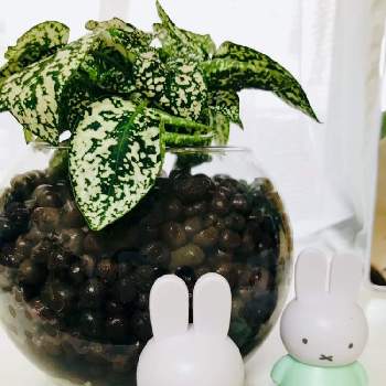 浴室の投稿画像一覧 Greensnap グリーンスナップ