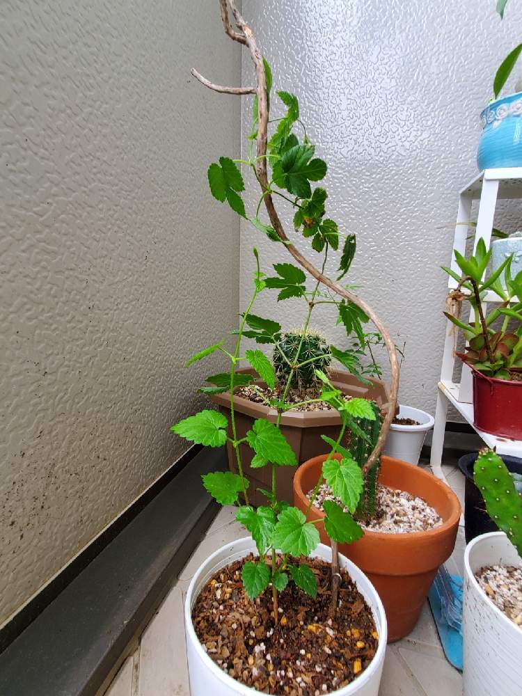 ホップ 成長記録 Greensnap グリーンスナップ