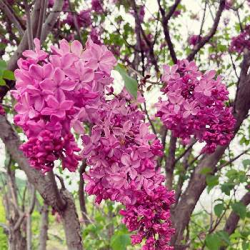 ライラックの花の画像 by CHABOさん | お出かけ先とライラックとライラック(別名リラ)と公園と散歩道とライラックの花と北海道