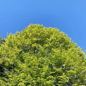 ブナの木の投稿画像一覧 Greensnap グリーンスナップ