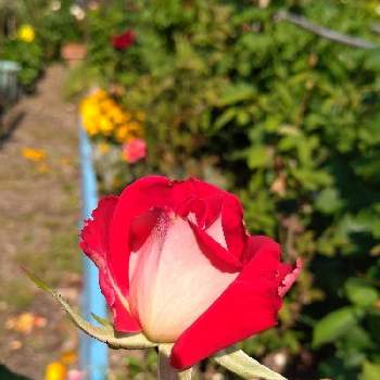 薔薇 ラブの画像 by hanabiraさん | 小さな庭と薔薇 ラブと家の薔薇と庭の花と可愛い花と季節の花とガーデニングと花のある暮らしと挿し芽から育てると地植え