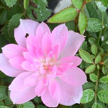 極姫バラの画像 by あいすくりーむけーきさん | 小さな庭とバラと極姫バラと桃色の花とお家で園芸とお家の植物と鉢植えとガーデニングと花のある暮らし