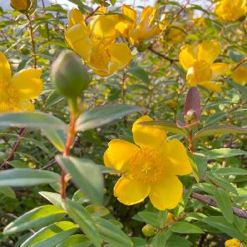 ヒペリカムヒデコートの投稿画像一覧 Greensnap グリーンスナップ