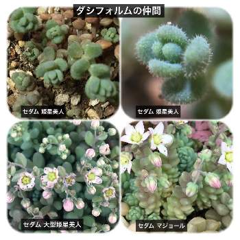 セダム 大型姫星美人の投稿画像一覧 Greensnap グリーンスナップ
