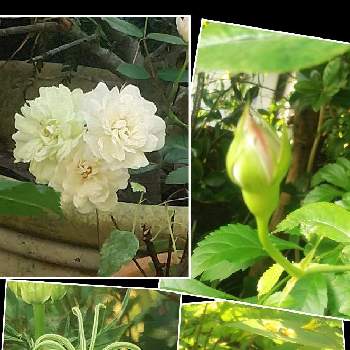 あおい 薔薇の画像 by メリーさん | 小さな庭とニゲラト ランスフォーマとおうち園芸とヒペリカムの花と実とあおい 薔薇と鉢植えと小さい花壇とミニバラ グリーンアイスと裏の花壇と花のある暮らしと狭い花壇と地植え