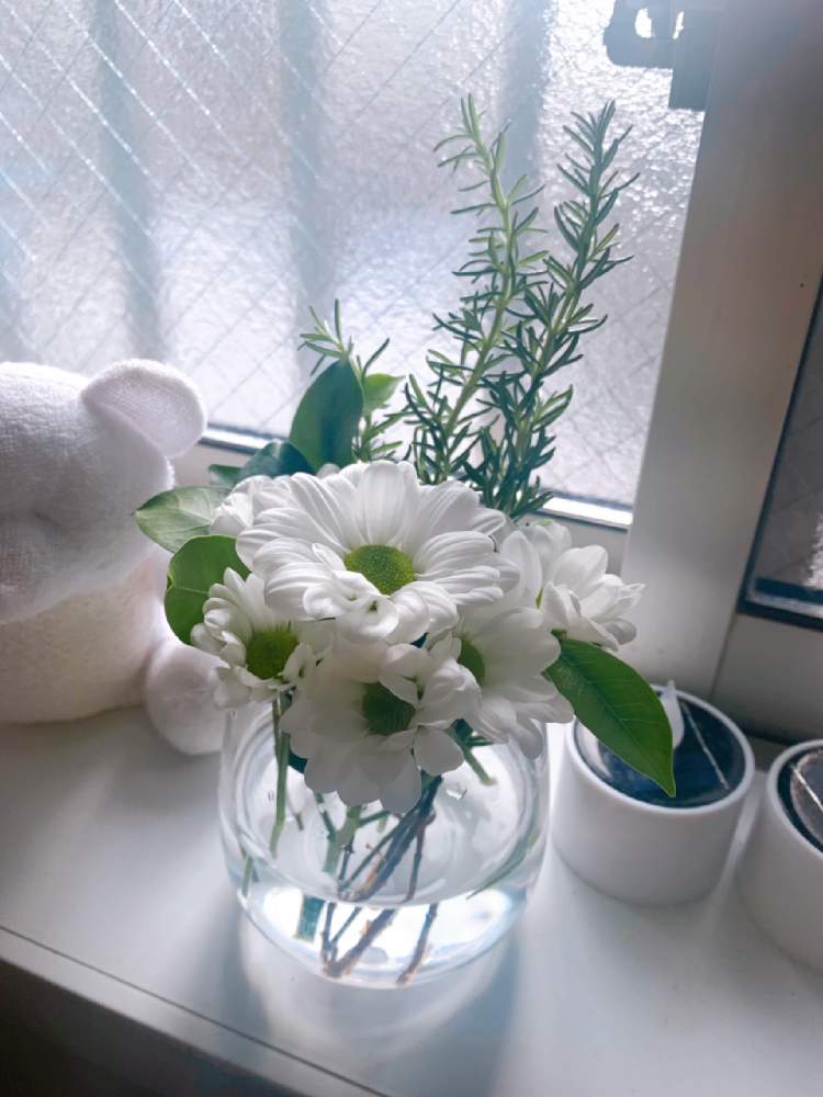 きく の投稿画像 By Sachicoco1001さん スプレーマム 白とお花大好き とローズマリー とガジュマルの葉っぱとスプレーマム と花言葉 とスプレーキクとお花初心者とお花のある生活と白い花とお花好きとお花好きの人と繋がりたいと切り花 21月5月31日 Greensnap