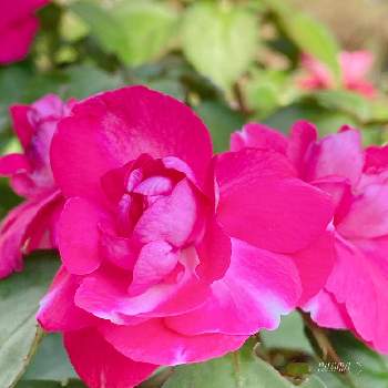 綺麗な色に✨の画像 by なおまさん | 小さな庭とちいさな幸せ♡と癒しと今日のお花と綺麗な色に✨と可愛いと生き生き✨