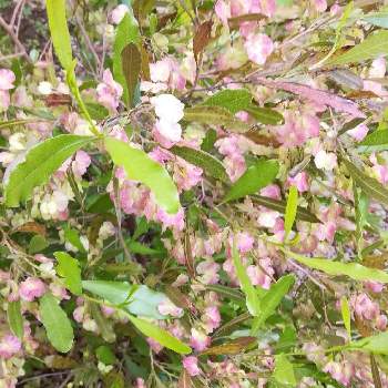 ドドナエア プルプレアの投稿画像一覧 Greensnap グリーンスナップ