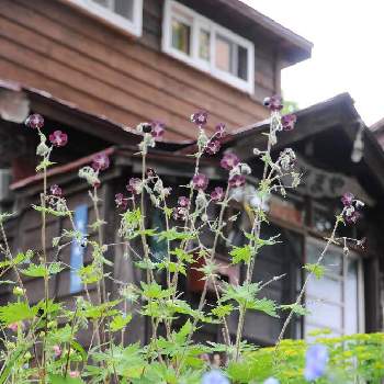 クロバナフウロの画像 by saricoさん | 小さな庭とクロバナフウロと庭の宿根草と北海道と北海道の庭