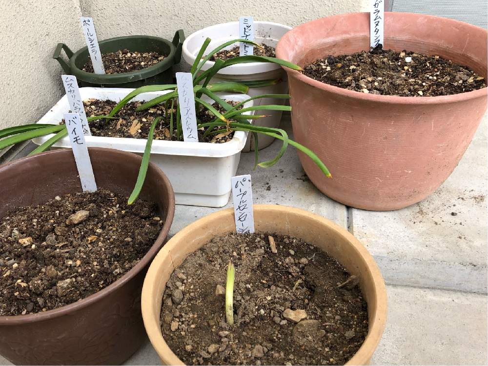 バイモの投稿画像 By 茉莉花さん ムスカリ アズレウムとヒヤシンス ミッドナイトミスティックとアリウム パープルセンセーションとチューリップ ポールシェラーとオーニソガラム ヌタンスとムスカリ パラドクサとおうち園芸と球根の掘り上げ 21月5月31日