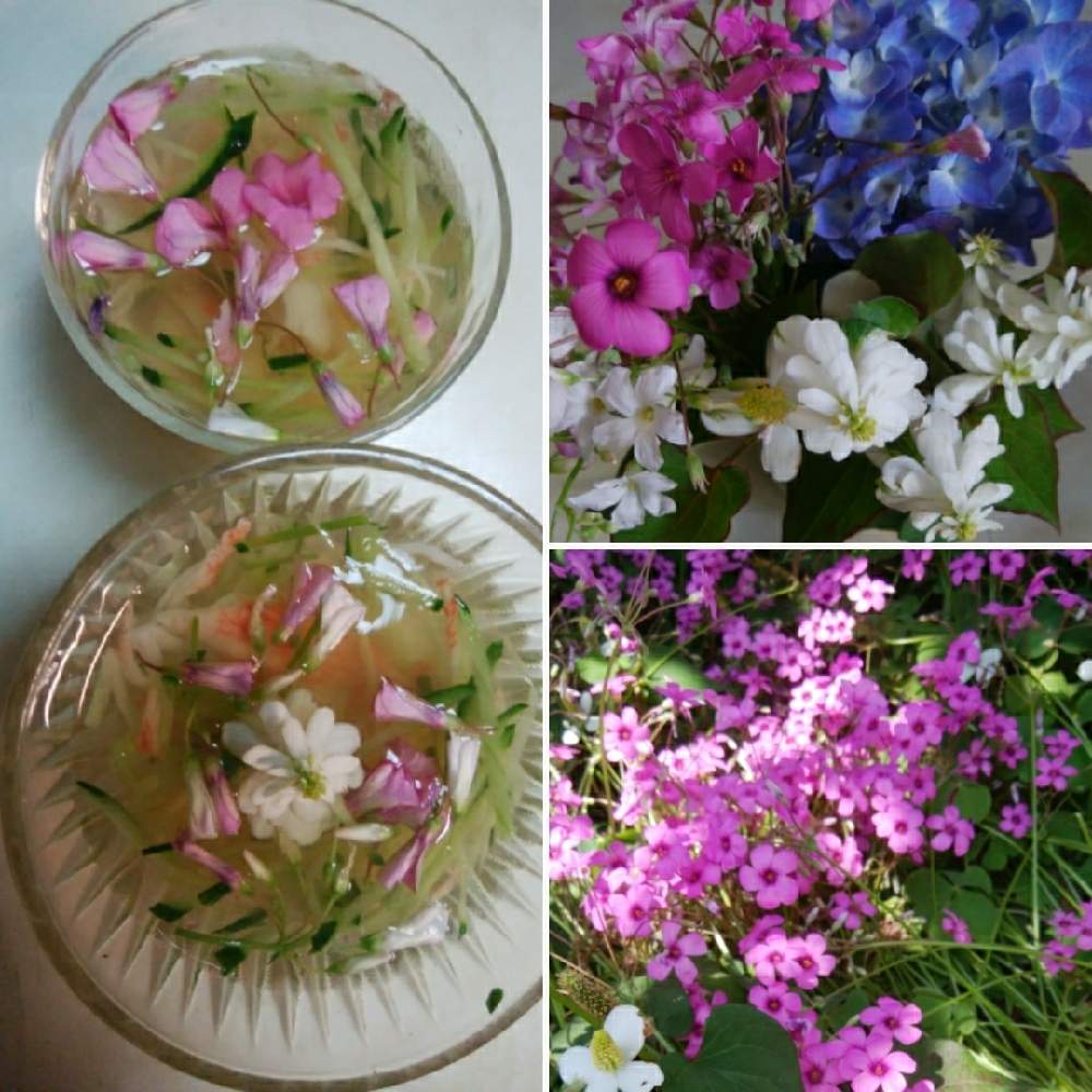 ムラサキカタバミの投稿画像 By あきちゃんさん 八重のドクダミ 21月5月31日 Greensnap グリーンスナップ Greensnap グリーンスナップ