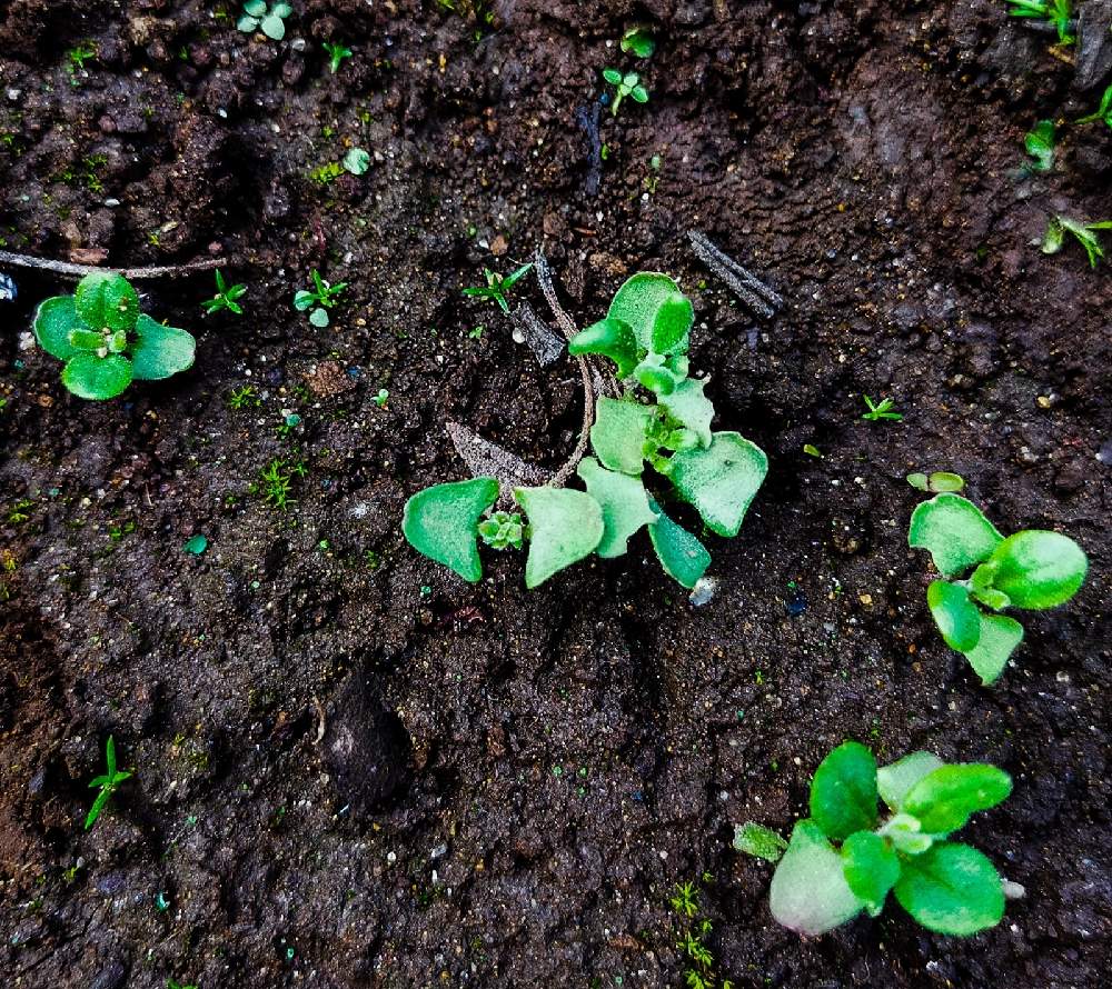 ハーブガーデンの投稿画像 By かすみさん 100均と種まきとハーブとdaisoの種とdaisoと地植えと相談 21月5月31日 Greensnap グリーンスナップ