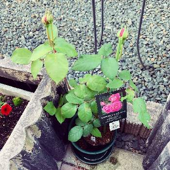 雨ニモマケズ リバーシブルピンクの投稿画像一覧 Greensnap グリーンスナップ