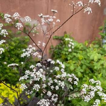 アンスリスクス ラベンスウィングの投稿画像一覧 Greensnap グリーンスナップ