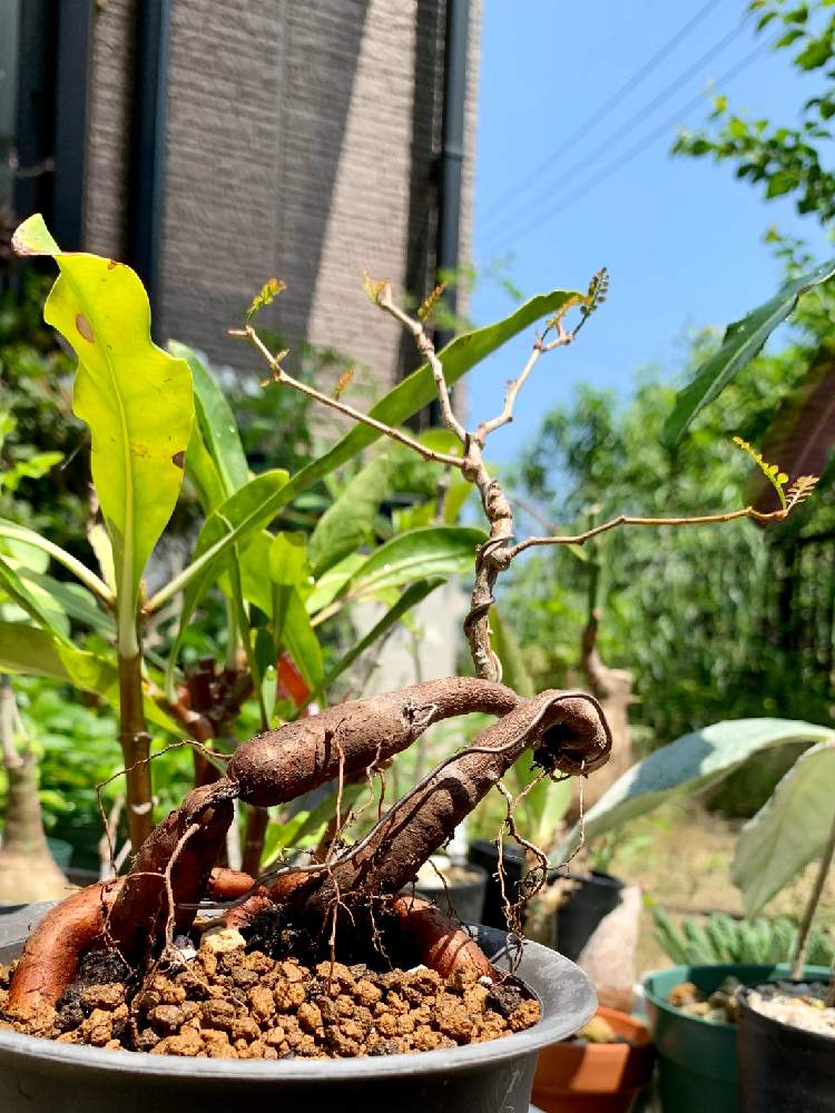 エゴノキの投稿画像 By ねこたんぽさん 断崖の女王とアデニア グラウカとペトペンチア ナタレンシスとミルメフィツム セレビカムとパキラとオペルクリカリア パキプスとキュンキュン乙女倶楽部とコーデックスと庭木と塊根植物とキュンキュン乙女倶楽部no 2と季節感