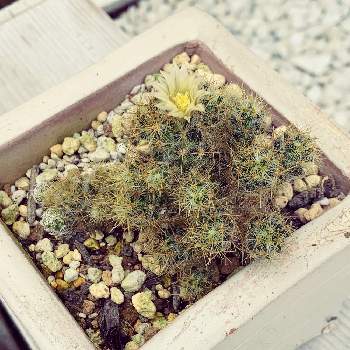 金松玉の画像 by ner0l1さん | 小さな庭と金松玉とサボテンと開花とサボテン科