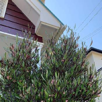 ドドナエア プルプレアの投稿画像一覧 Greensnap グリーンスナップ