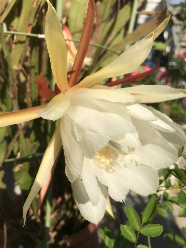 クジャクサボテンの投稿画像 By ふくちゃみさん 21月5月31日 Greensnap グリーンスナップ