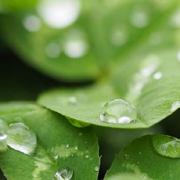 雫写真の投稿画像一覧 Greensnap グリーンスナップ