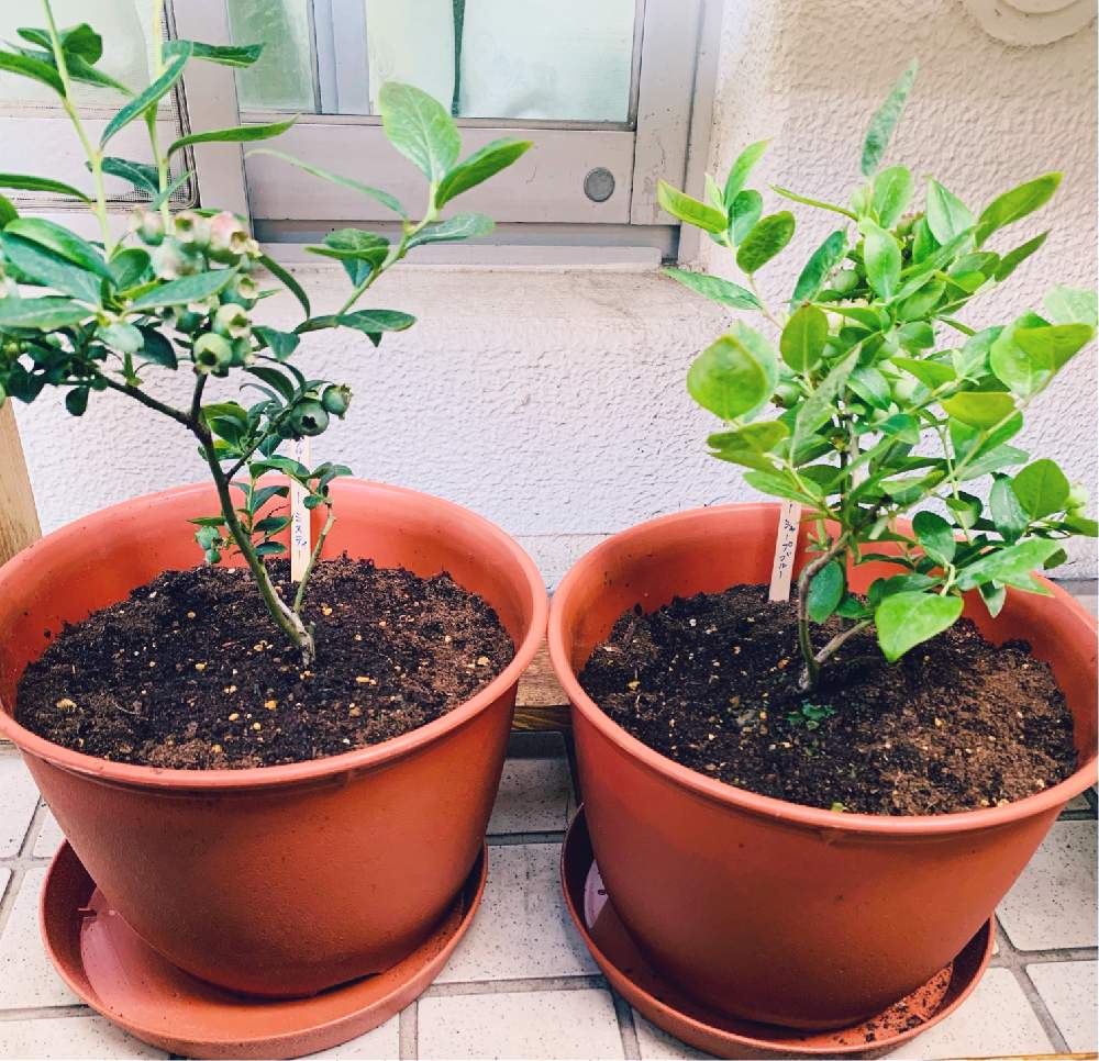 ブルーベリーの投稿画像 By こゆりさん ブルーベリー ミスティとブルーベリー シャープブルーとgsforキッズといい天気と初心者と嬉しいと癒しと実がついた と美味しい庭とブルーベリー 栽培と相談と見つけた とマンションのベランダと鉢植えブルーベリー 21月5月31日