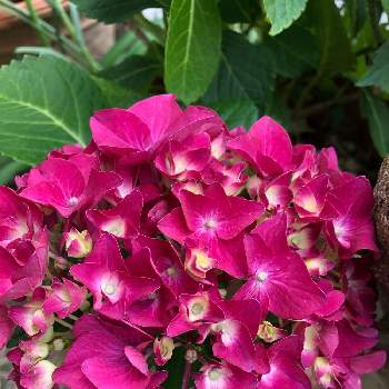 紫陽花パリジェンヌの投稿画像一覧 Greensnap グリーンスナップ