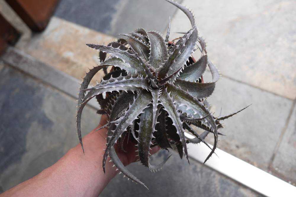 ディッキアの植え替え メンテナンス編｜🍀GreenSnap（グリーンスナップ）