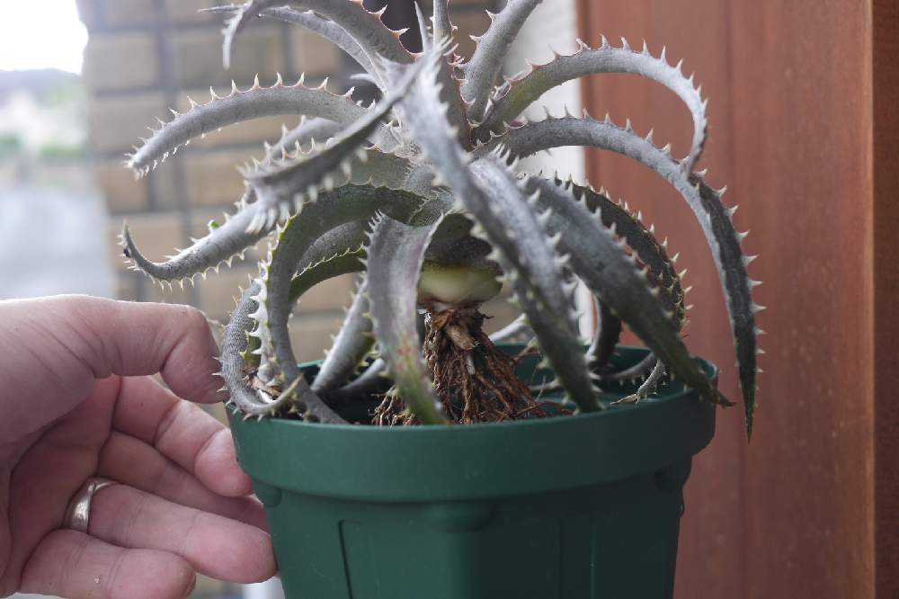 ディッキアの植え替え メンテナンス編｜🍀GreenSnap（グリーンスナップ）