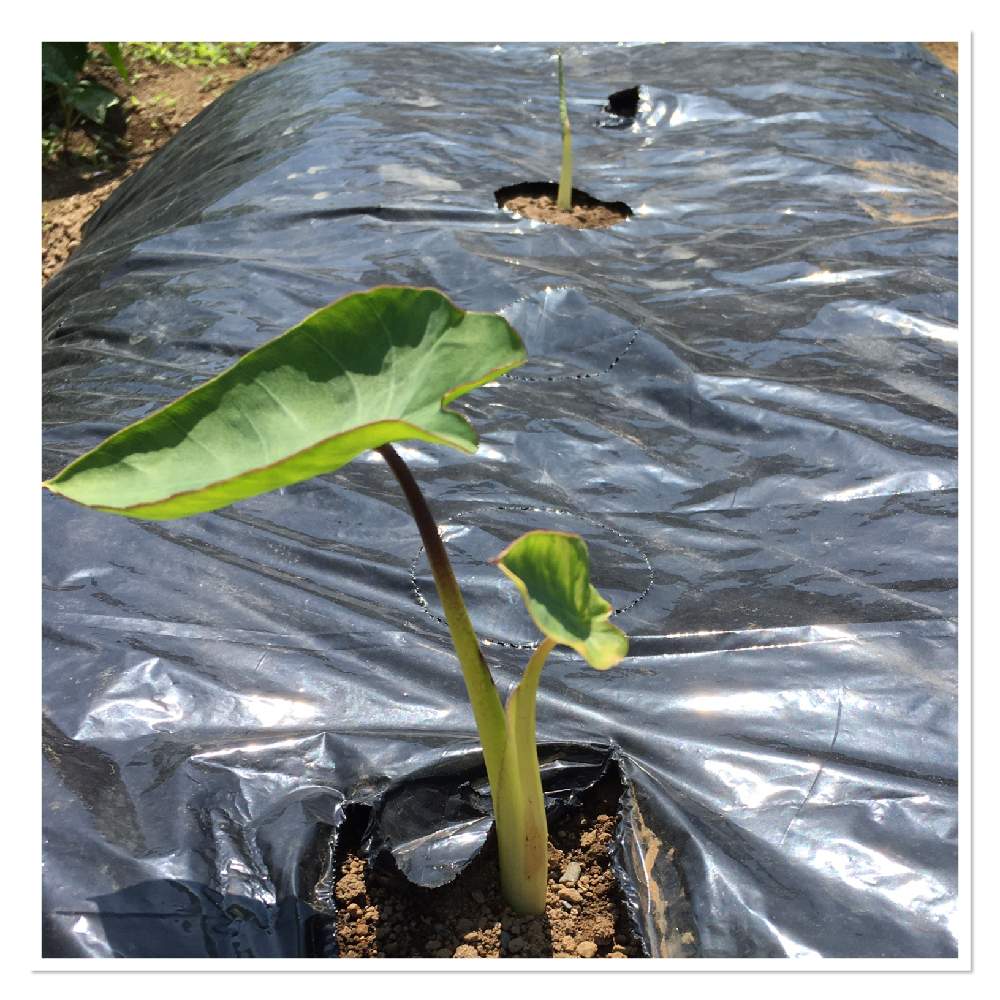 里芋の投稿画像 By Midaiさん 里芋の芽と家庭菜園と緑のある暮らしと里芋の葉 21月5月31日 Greensnap グリーンスナップ