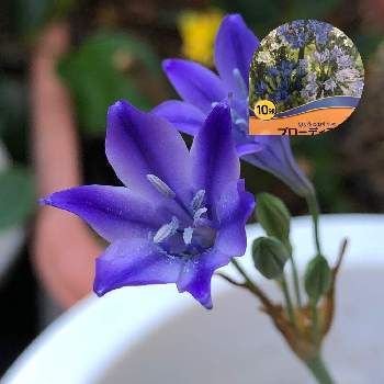 (トリテレイア)ブローディアの画像 by Flowerさん | 小さな庭と(トリテレイア)ブローディアとラブリー♡加速中とありがとう♡とご安全にーとおうち園芸と幸せの青いお花とかわぃぃ。と最後まで大切に…と大切な人に…と秋植え球根と切り花種 ブローディアと大人ラブリーとそらさん印と手を繋ごう