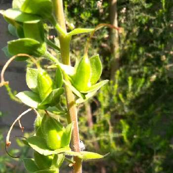 ジギタリスの種の投稿画像一覧 Greensnap グリーンスナップ