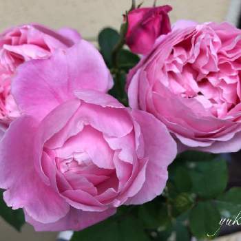 お家で過ごそうの画像 by yuu ❁.*さん | 小さな庭とバラ シャンテロゼミサトとお家で過ごそうとばら バラ 薔薇とデルバールとガーデニングとバラを楽しむ
