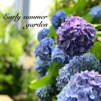 紫陽花 エンドレスサマーの画像 by yukoさん | 小さな庭と紫陽花 エンドレスサマーとナチュラルガーデンとアジサイ　紫陽花とガーデニングと花のある暮らしと地植え