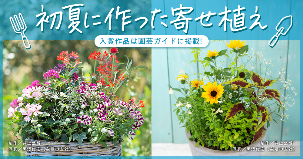 入賞作品は園芸ガイドに掲載！『初夏に作った寄せ植え 』フォトコンテスト