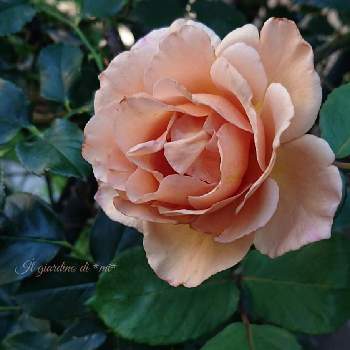 つるｼﾞｭﾘｱの投稿画像一覧 Greensnap グリーンスナップ