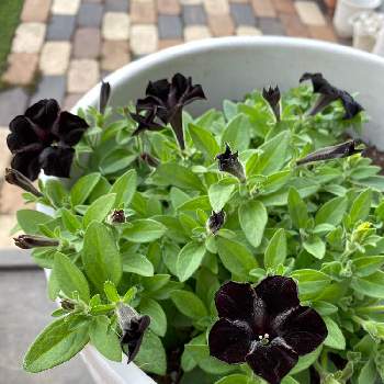 ペチュニア 黒之瀬戸の投稿画像一覧 Greensnap グリーンスナップ