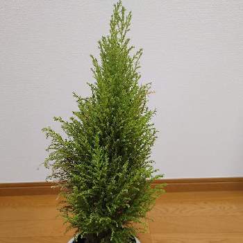 コニファー ゴールドクレストの投稿画像一覧 Greensnap グリーンスナップ