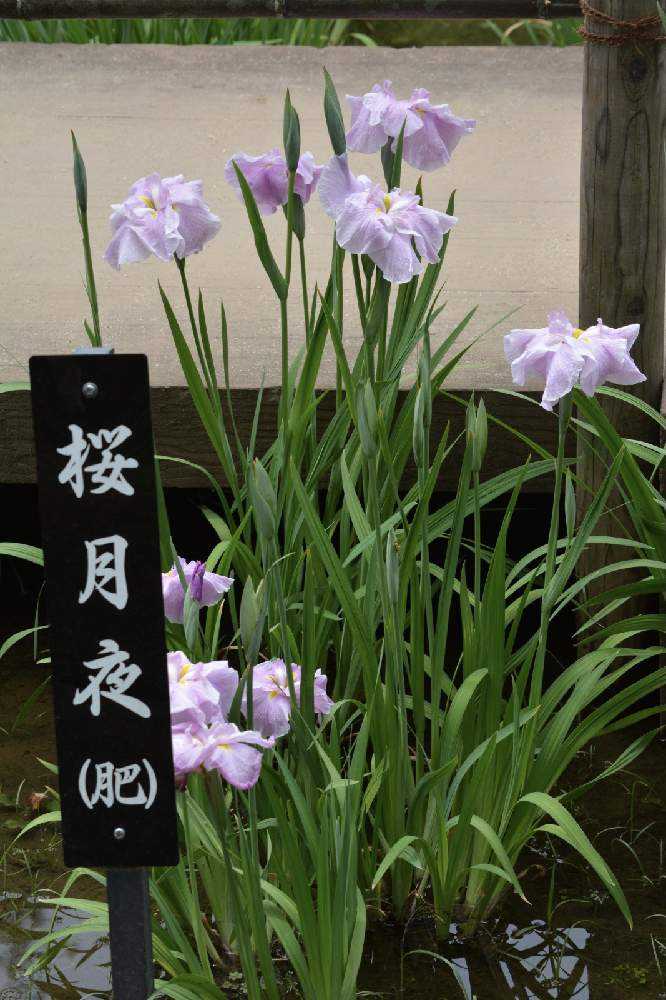 花菖蒲の品種 Greensnap グリーンスナップ